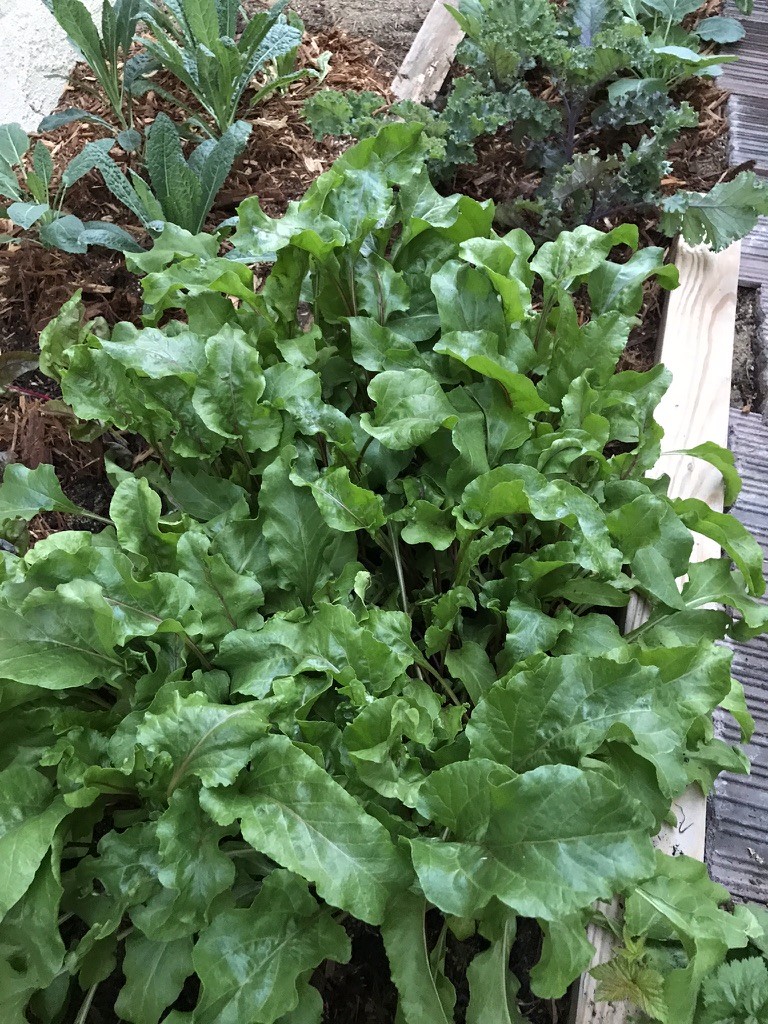 Garden greens
