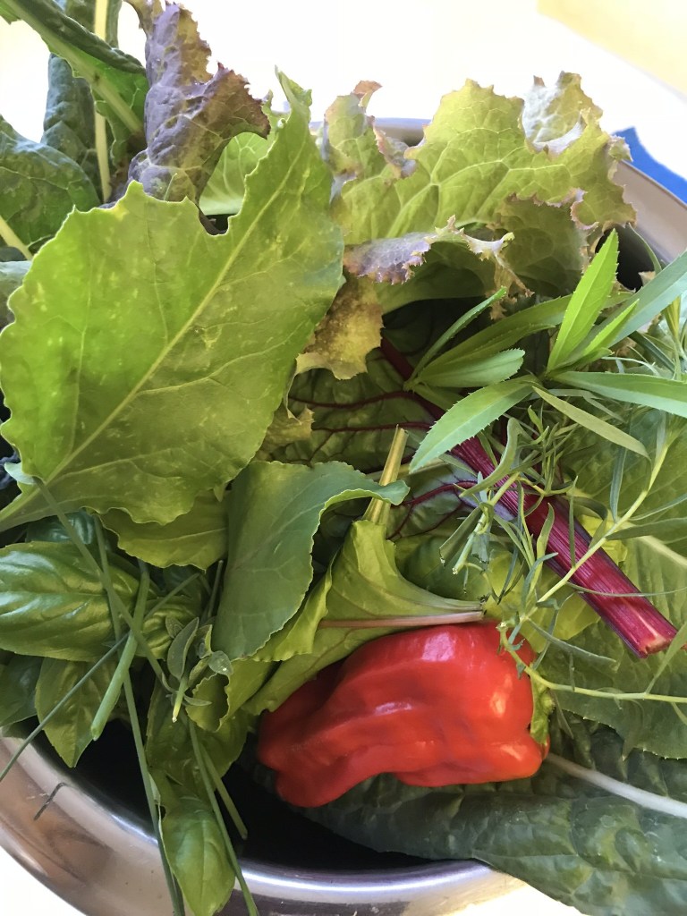 Garden harvest
