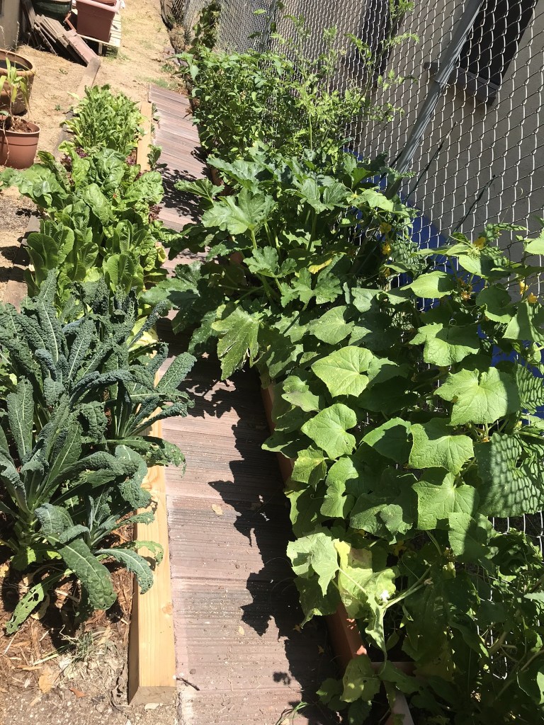 The vegetable garden