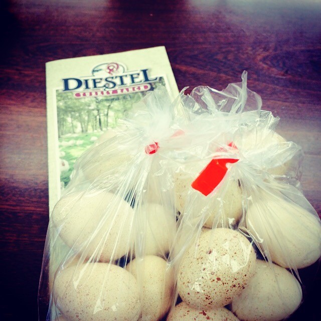 Farm-fresh turkey eggs