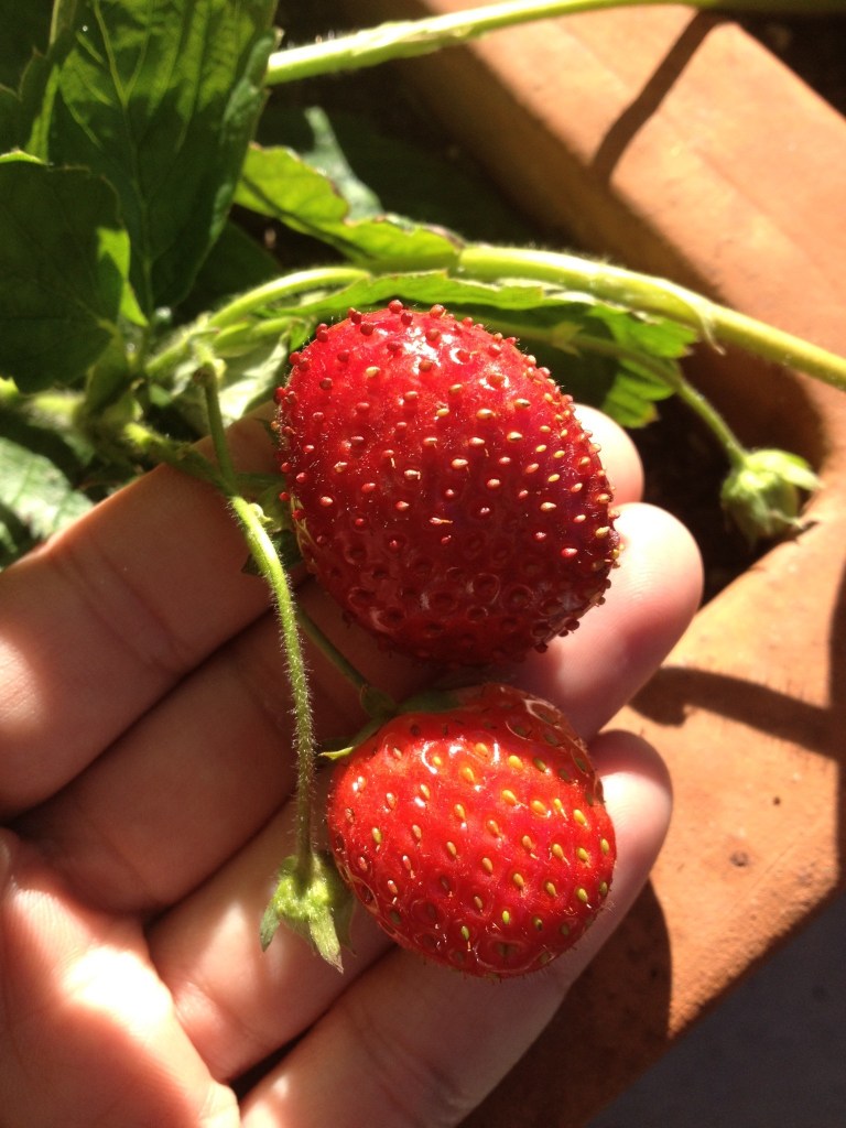 Garden strawberries