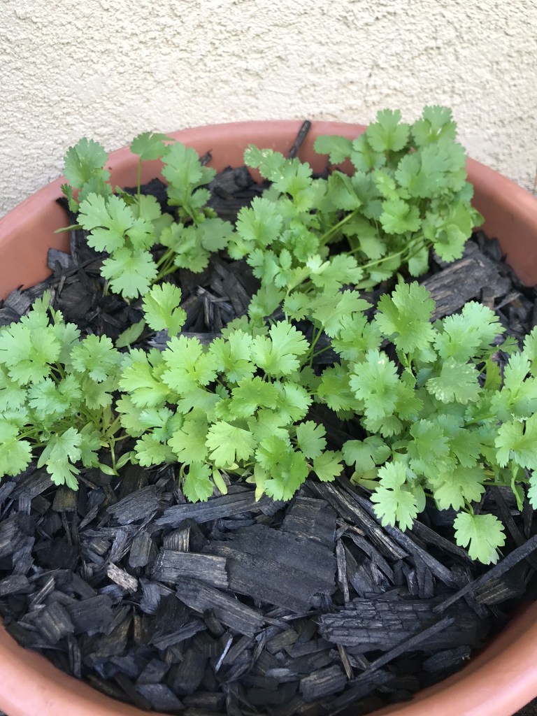 Garden cilantro